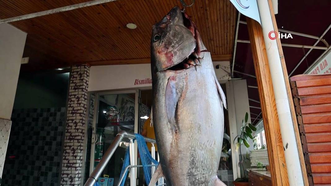 İnsan boyunda dev balık, görenlere küçük dilini yutturdu! O kentte sergileniyor 11